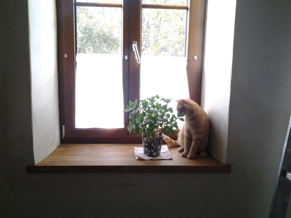 Juhu! Eine Fensterbank!